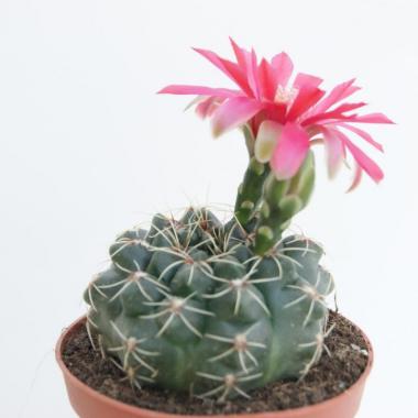 Gymnocalycium baldianum